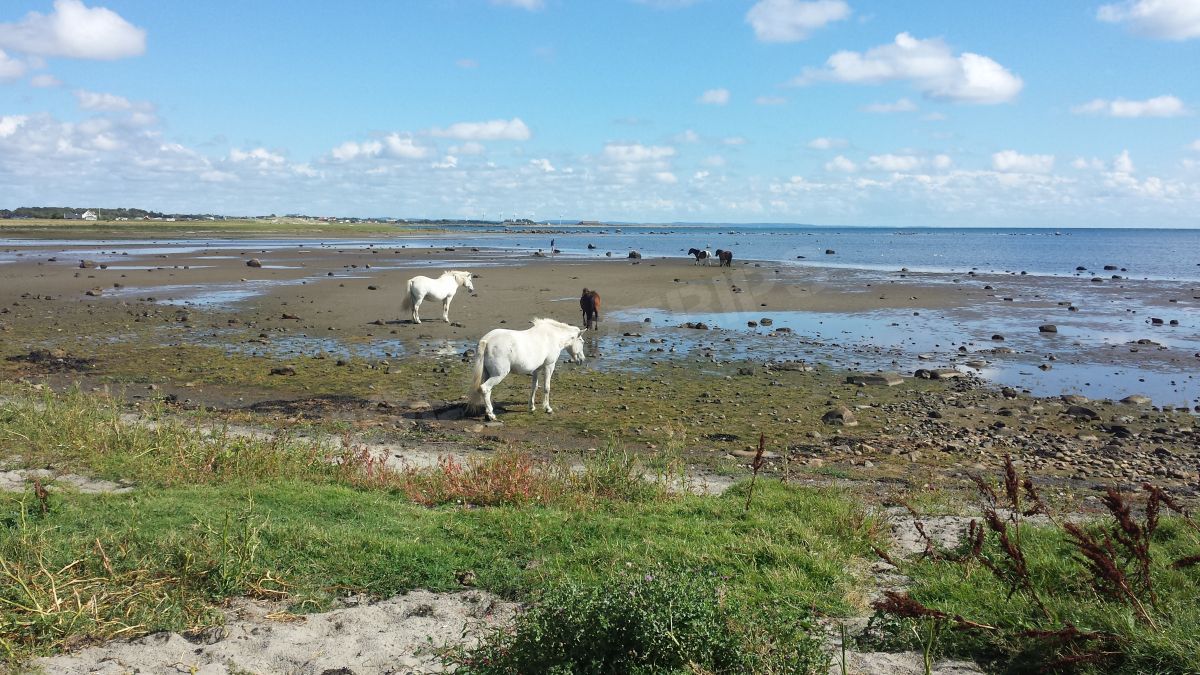 A la rencontre des chevaux semi-sauvages de l'espace naturel de Morups Tange.