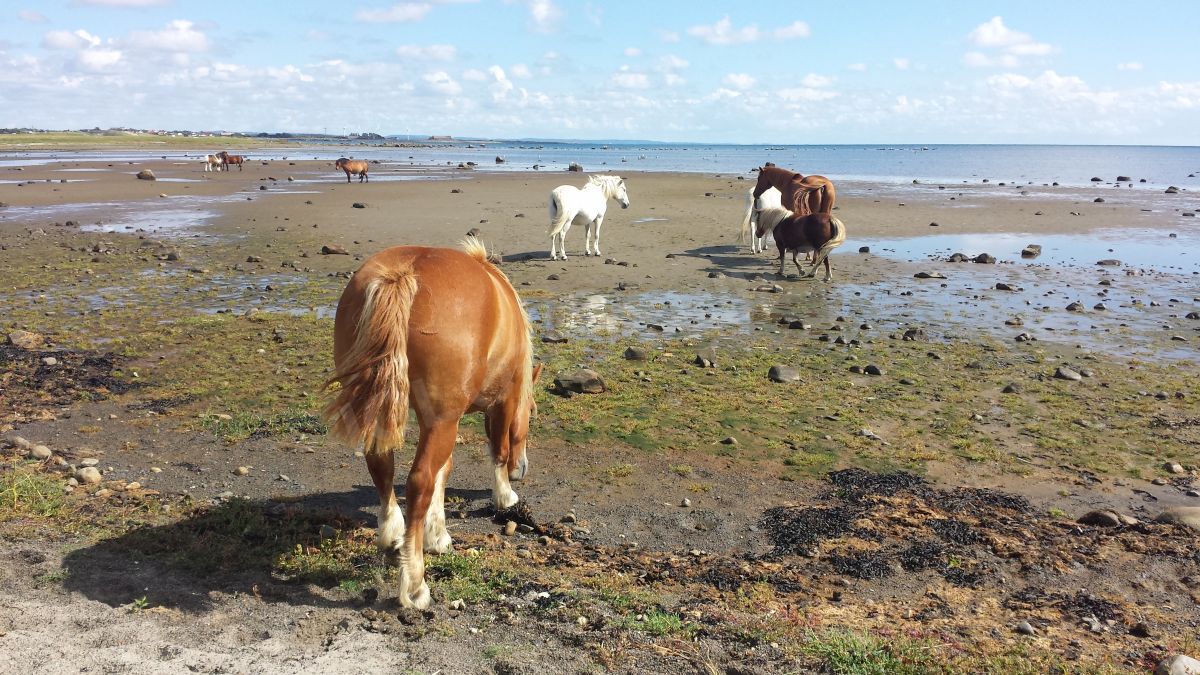 A la rencontre des chevaux semi-sauvages de l'espace naturel de Morups Tange.