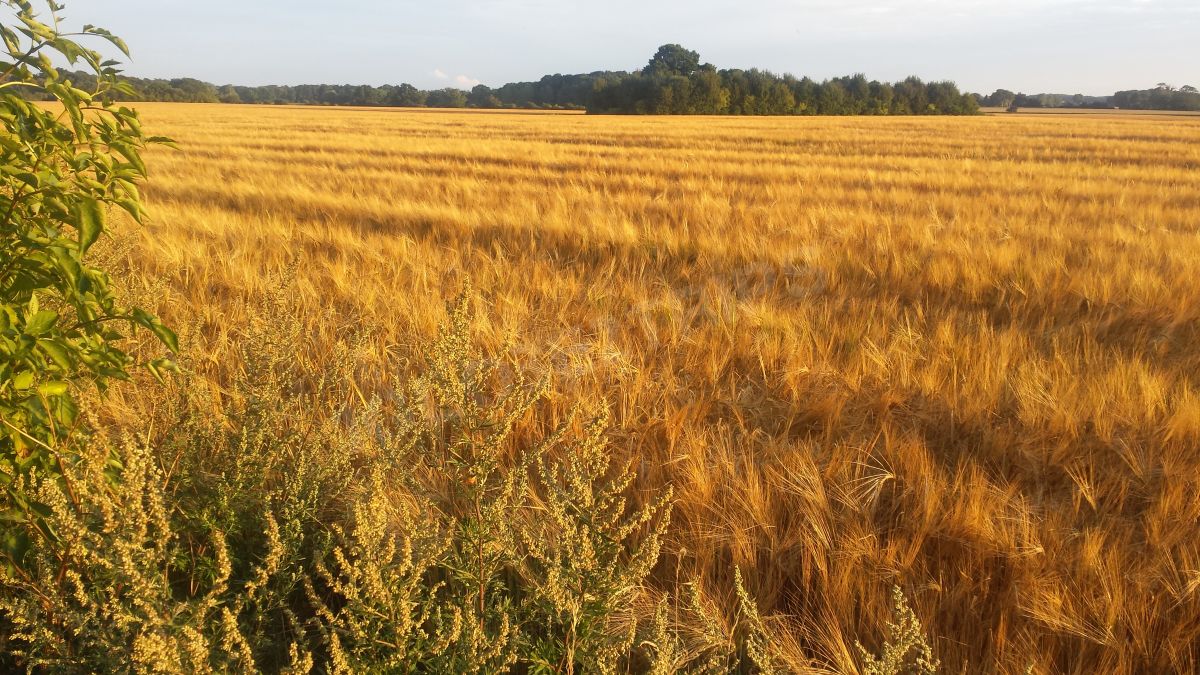 Odense au Danemark, un champ de blé de toute beauté.