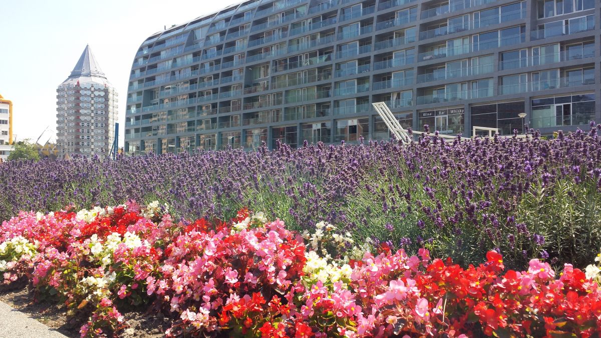 Rotterdam : le marché et ses alentours Rotterdam : le marché et ses alentours